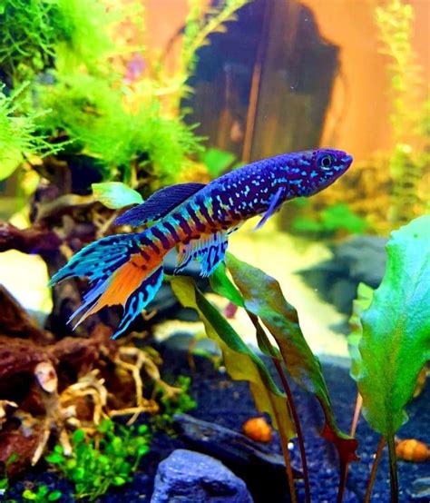 The Coolest & Most Exotic Freshwater Aquarium Fish.